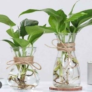 money-plant-pathos-2