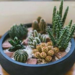 mixed-succulents