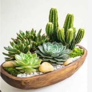 succulent-bowl-arrangement