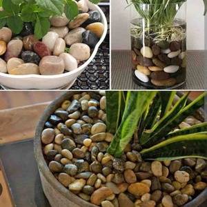 decorative-succulent-pebbel-plant