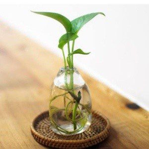 Money Plant / Pathos