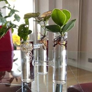 Heart Leaf Philodandron