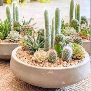 Mixed Cactus