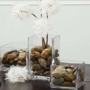 Paper White Narcissus / Water Glow Bulb